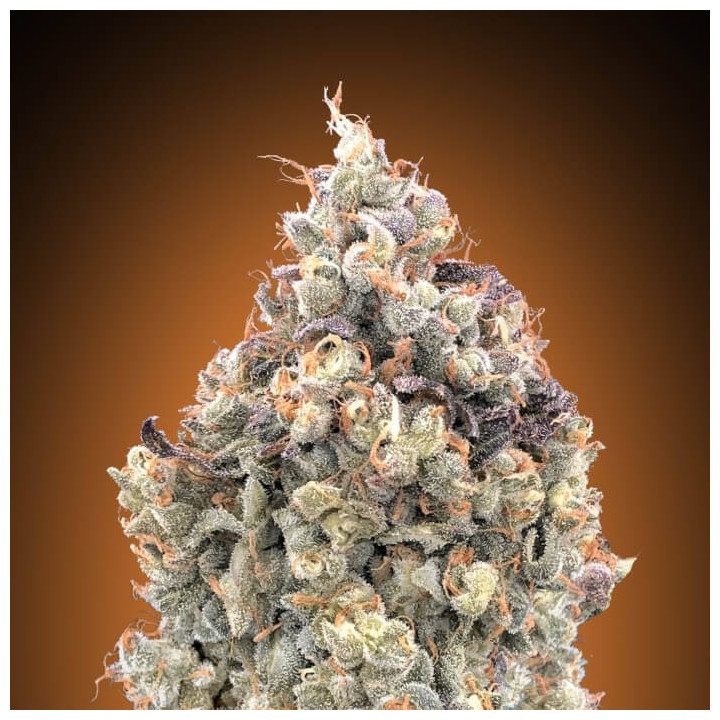 Auto Watermelon OG Advanced Seeds