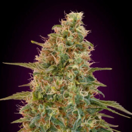 Auto Zkittlez Advanced Seeds
