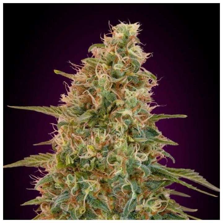 Auto Zkittlez Advanced Seeds
