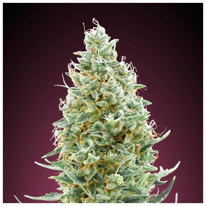 Amnesia Fast Advanced Seeds