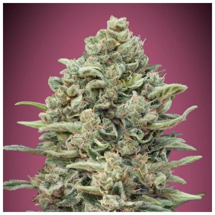 Gelato 33 Fast Advanced Seeds