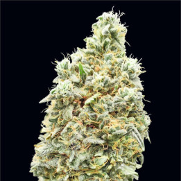 Strawberry Banana Fast Advanced Seeds