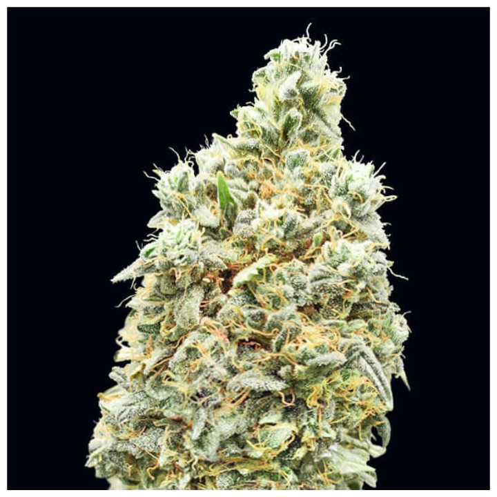 Strawberry Banana Fast Advanced Seeds