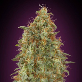 Zkittlez Fast Advanced Seeds