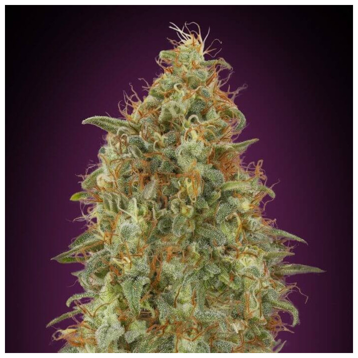 Zkittlez Fast Advanced Seeds