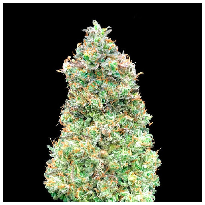 Critical Mass Fast Advanced Seeds
