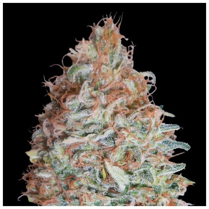 Banana Cookies Advanced Seeds