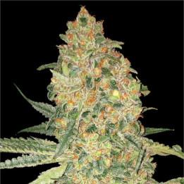 Bruce Banner Advanced Seeds