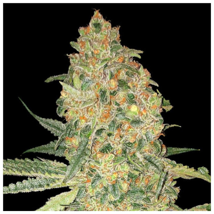 Bruce Banner Advanced Seeds