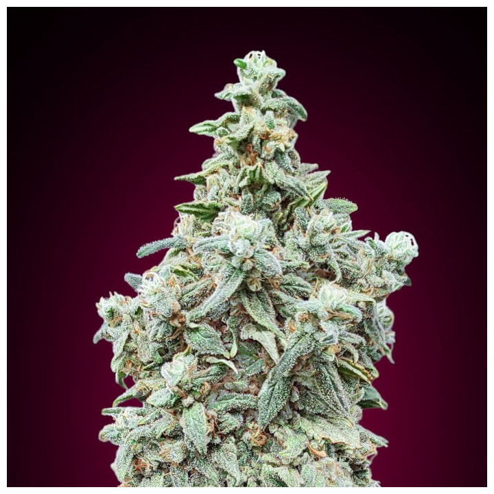 Cherry Pie Advanced Seeds