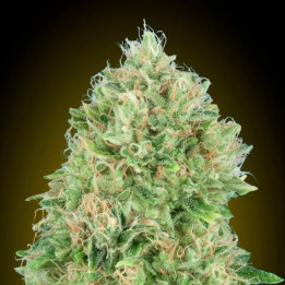Pineapple Glue Advanced Seeds