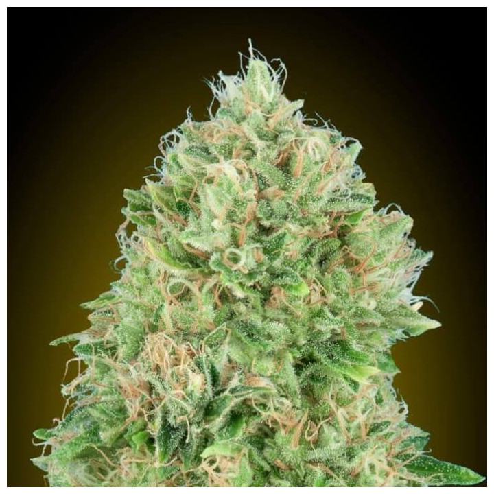 Pineapple Glue Advanced Seeds