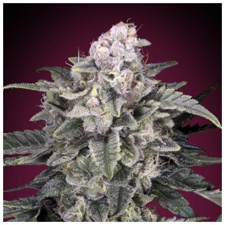 Slurricane Advanced Seeds