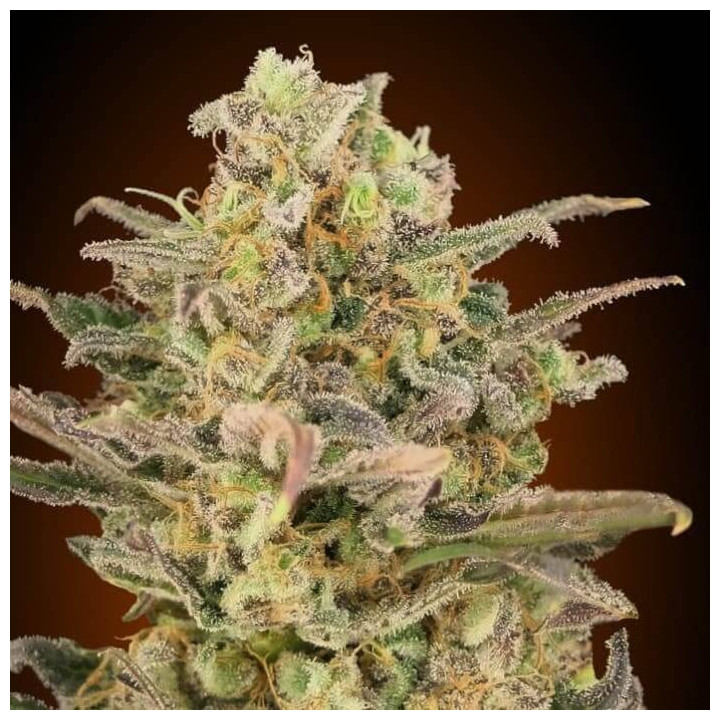 Somango Glue Advanced Seeds