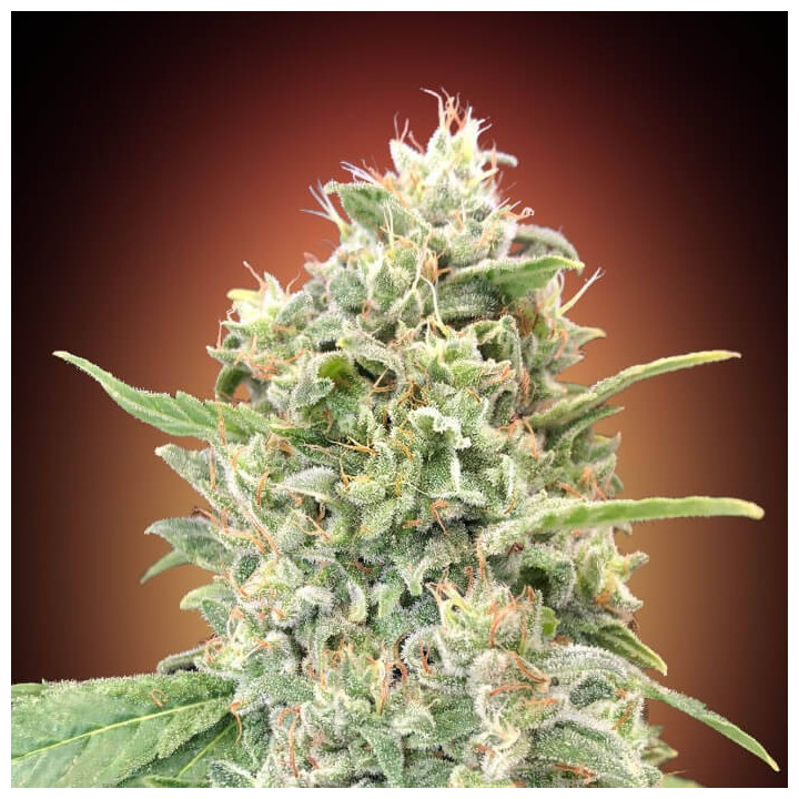 Strawberry Banana Advanced Seeds