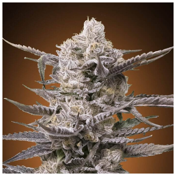 Watermelon Og Advanced Seeds