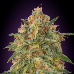 Zkittlez Advanced Seeds