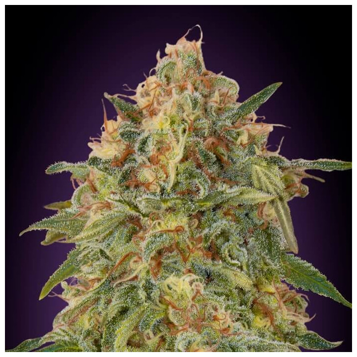 Zkittlez Advanced Seeds