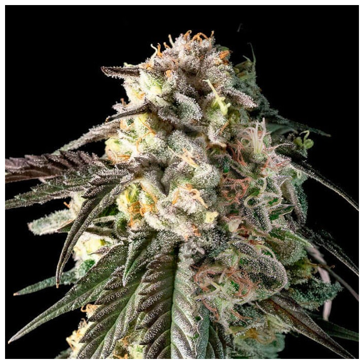 Fire DOG Advanced Seeds