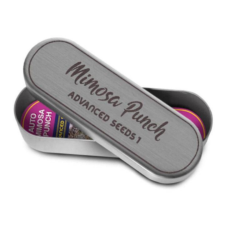 Mimosa Punch Advanced Seeds