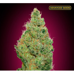 Strawberry Gum CBD Advanced Seeds