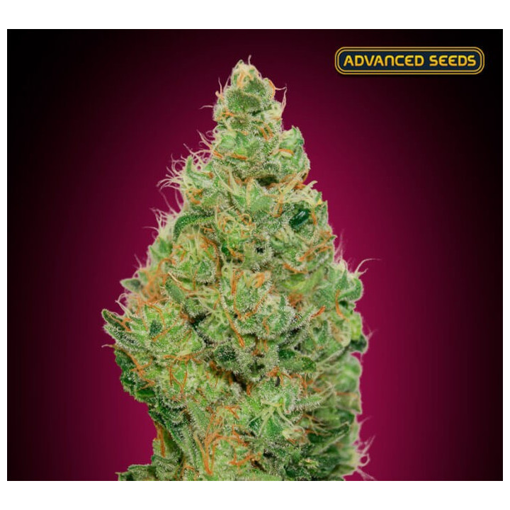 Strawberry Gum CBD Advanced Seeds