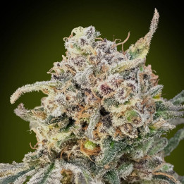 Auto Somango Glue Advanced Seeds