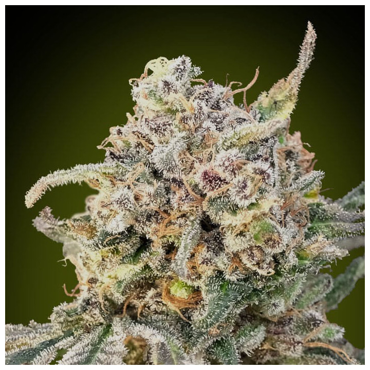 Auto Somango Glue Advanced Seeds