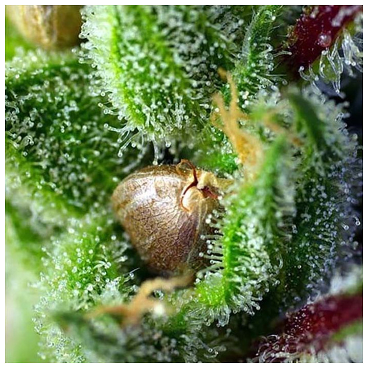 green poison