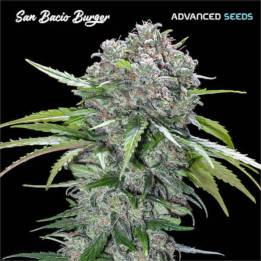 Semillas San Bacio Burger Advanced Seeds