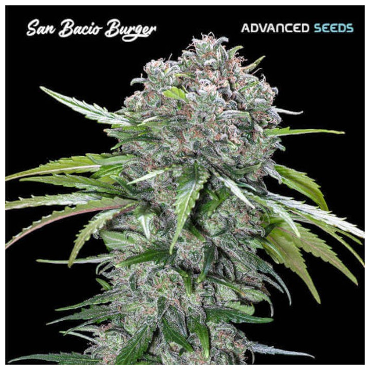 Semillas San Bacio Burger Advanced Seeds