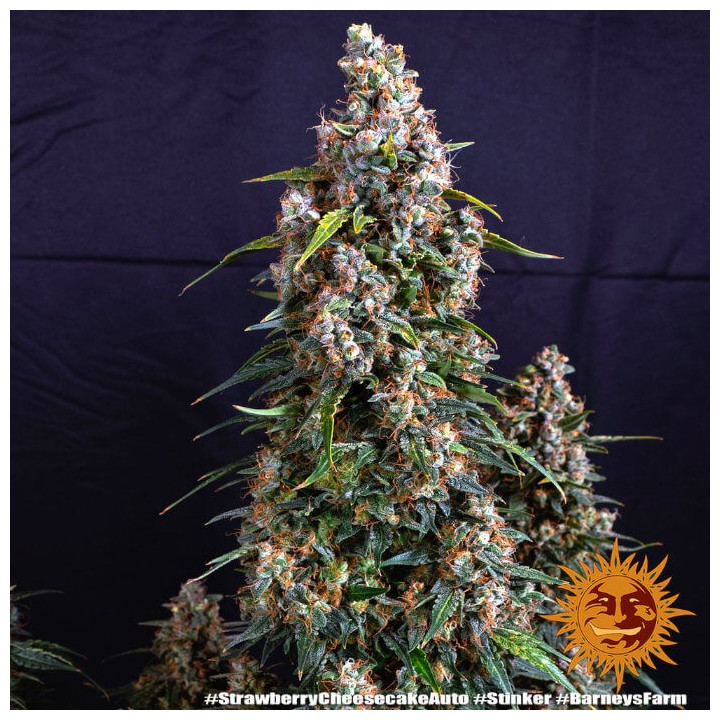 Strawberry Cheesecake Auto - Barneys Farm