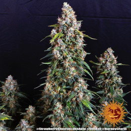 Semillas feminizadas Strawberry Cheesecake Auto - Barneys Farm