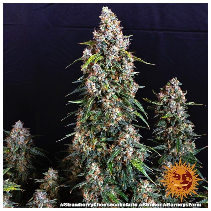 Semillas feminizadas Strawberry Cheesecake Auto - Barneys Farm
