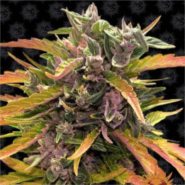 Semillas Gorilla Glue Auto - Barney's Farm