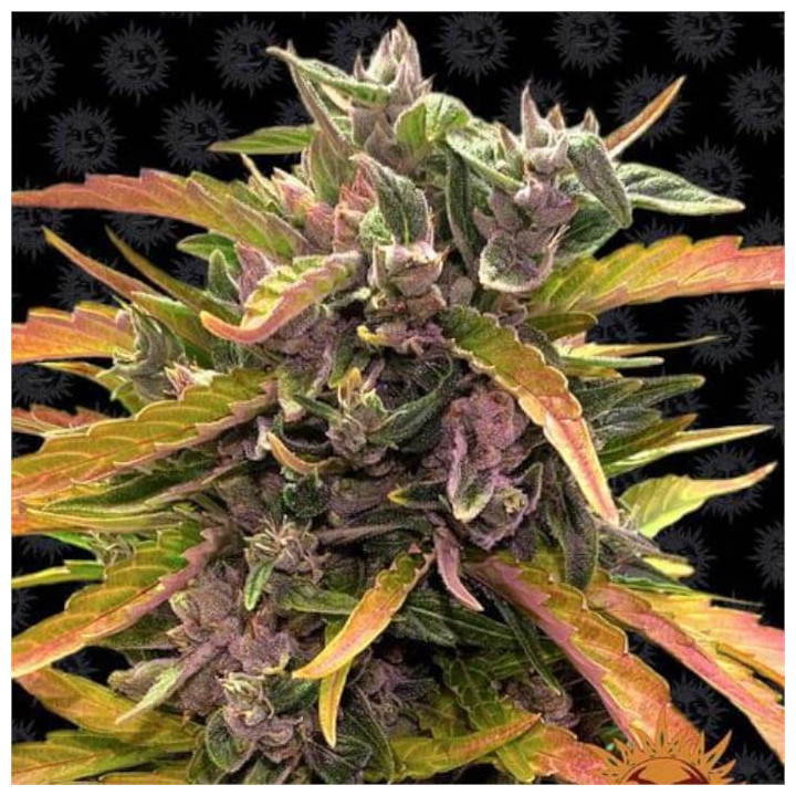 Semillas Gorilla Glue Auto - Barney's Farm