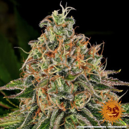 Semillas de Tangerine Dream Auto - Barney's Farm