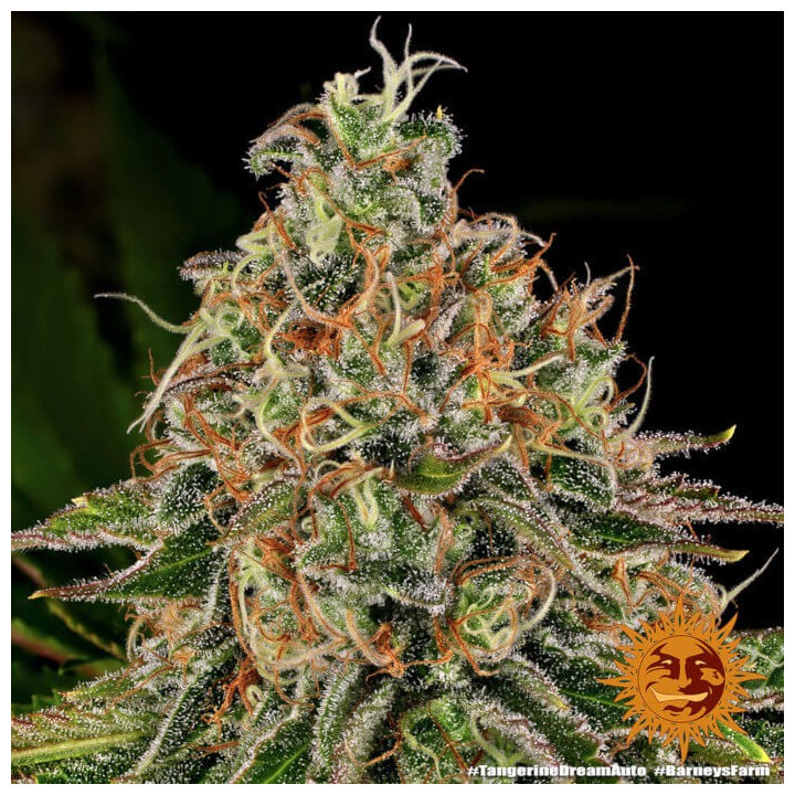 Semillas de Tangerine Dream Auto - Barney's Farm