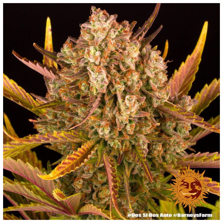 Dos Si Dos Auto - Barney's Farm