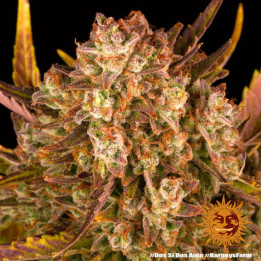 Semillas de Dos Si Dos Auto - Barney's Farm