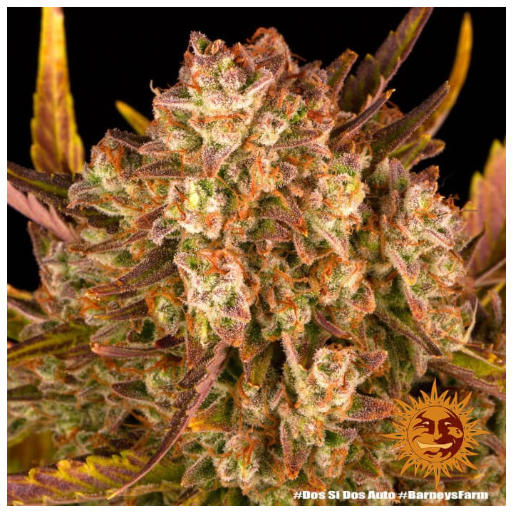 Semillas de Dos Si Dos Auto - Barney's Farm