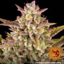 Semillas de Wedding Cake Auto Auto - Barney's Farm