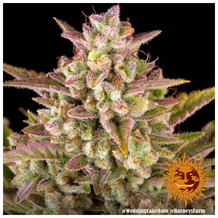 Semillas de Wedding Cake Auto Auto - Barney's Farm