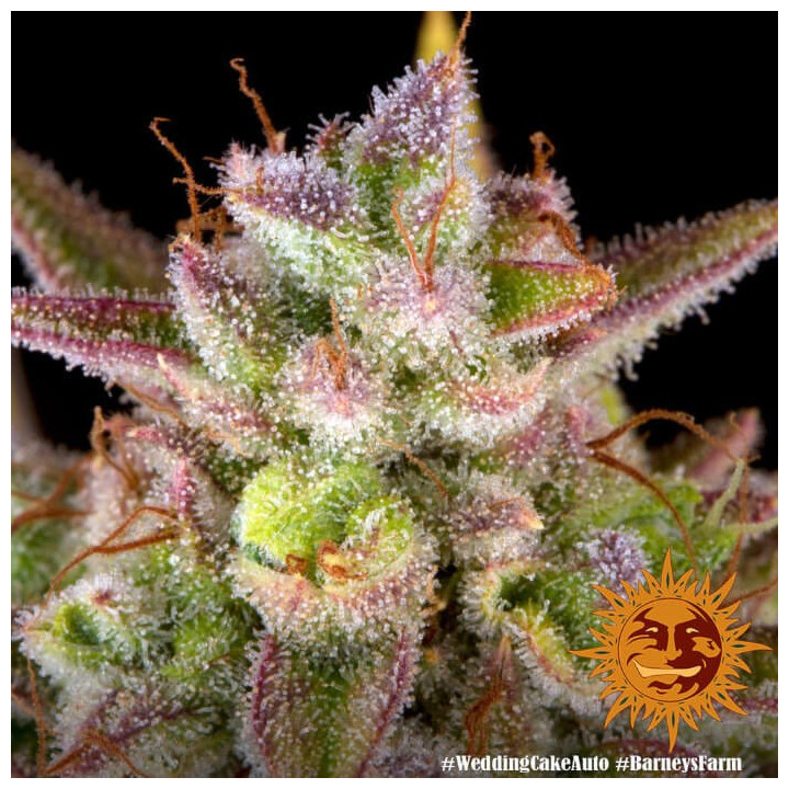 Wedding Cake Auto Auto - Barney's Farm