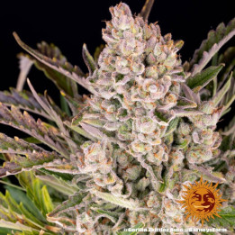 Semillas de Gorilla Zkittlez Auto - Barney's Farm