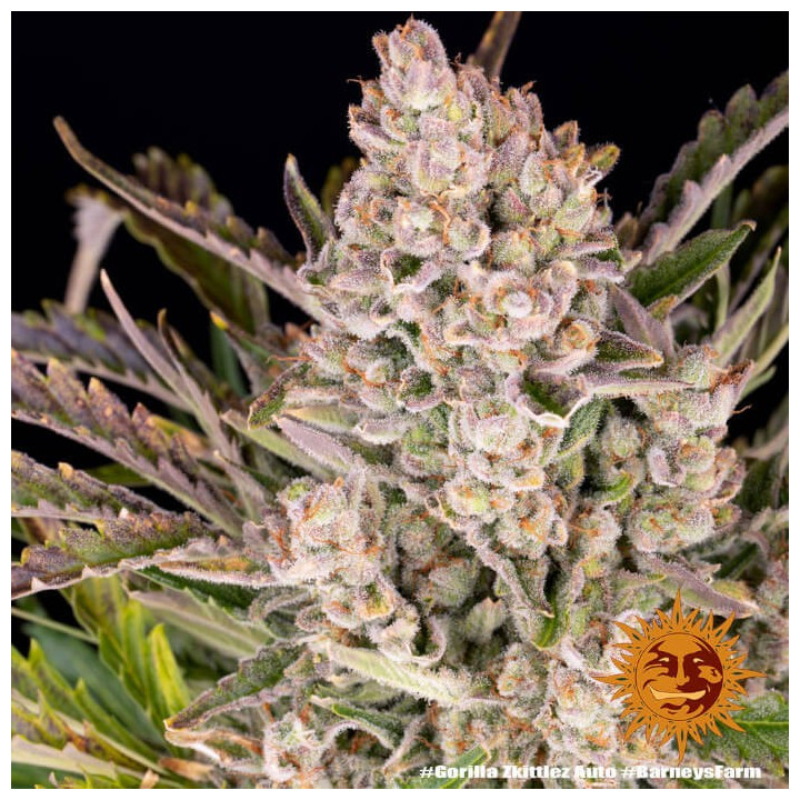 Semillas de Gorilla Zkittlez Auto - Barney's Farm