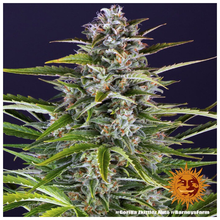 Gorilla Zkittlez Auto - Barney's Farm