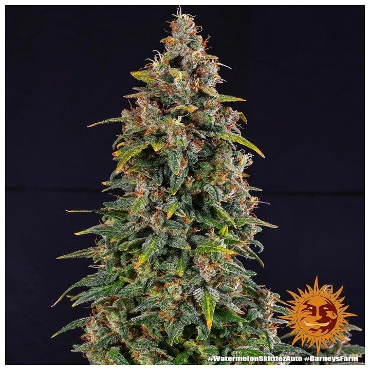Watermelon Zkittlez Auto - Barney's Farm