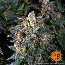 Semillas de Watermelon Zkittlez Auto - Barney's Farm