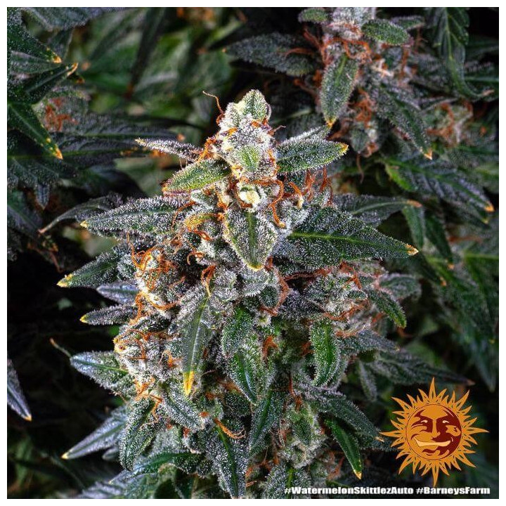 Semillas de Watermelon Zkittlez Auto - Barney's Farm